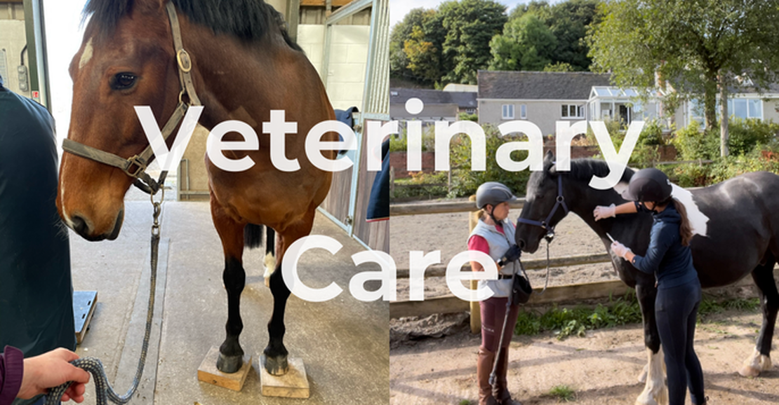 Confidence, Husbandry & Medical Care Support