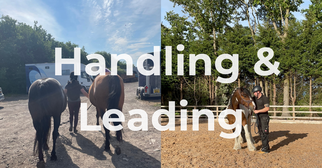 Ground Work & Handling