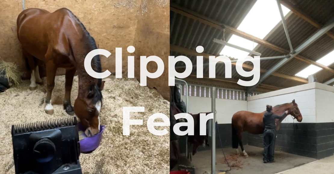 Ground Work & Handling