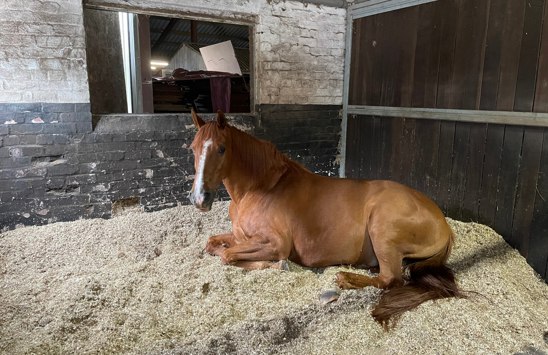 Box Rest & Condinement