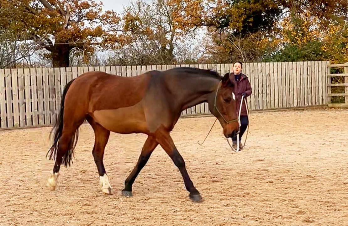 Exercising Horses On The Ground.