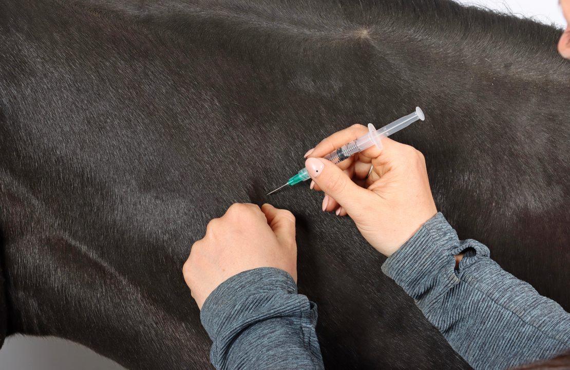 Fear of Vet and Needles.