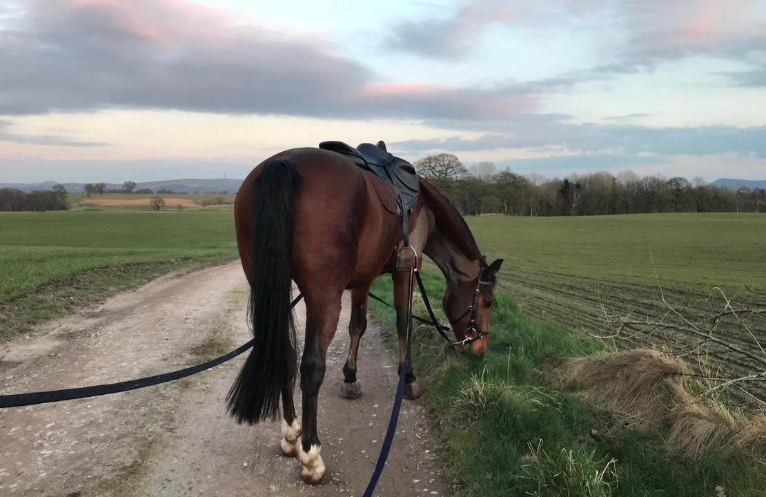 Post-Surgery & Rehabillitation