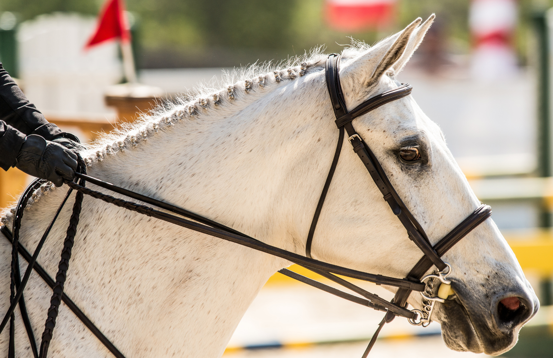 Spooking, Bolting, Napping 