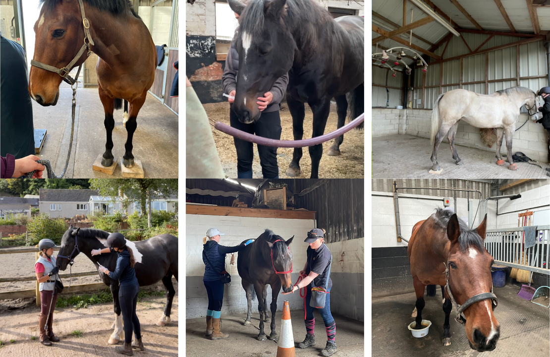 Vet, Farrier, Medical Care Concerns