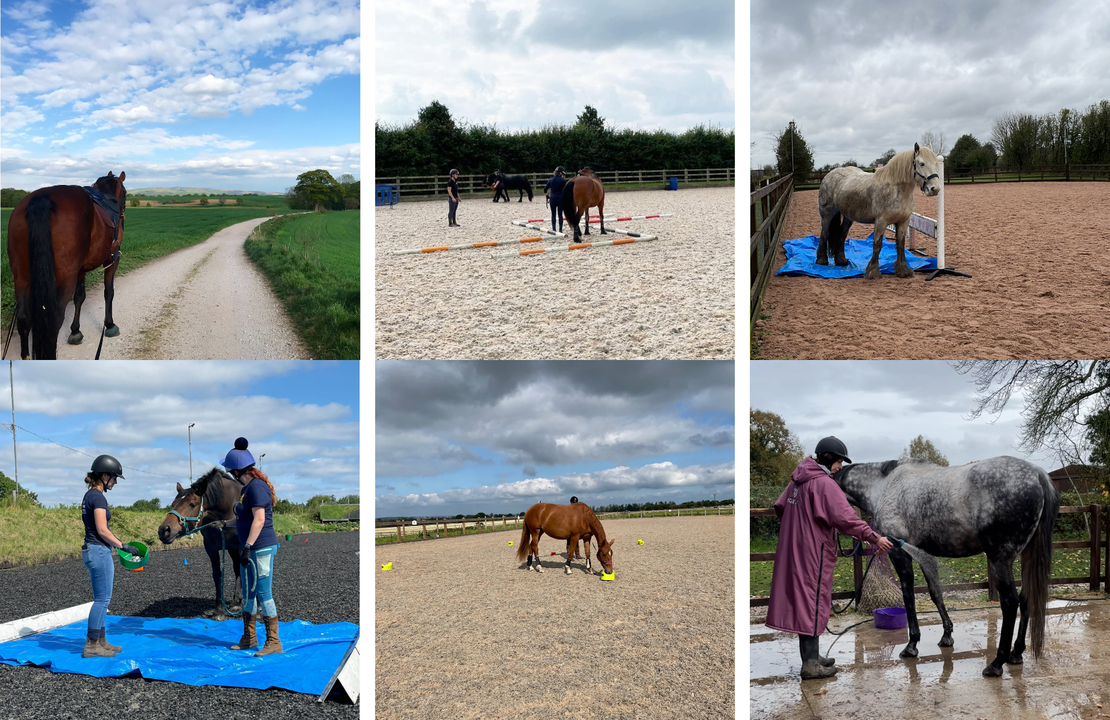 Helping Horse Owners Like You