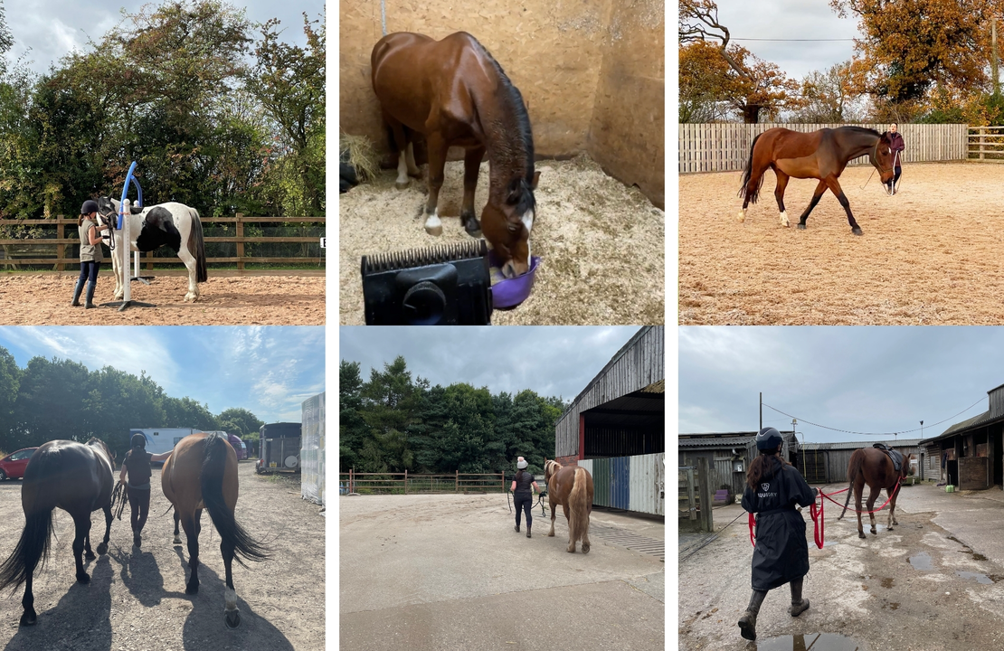 Groundwork & Handling Issues